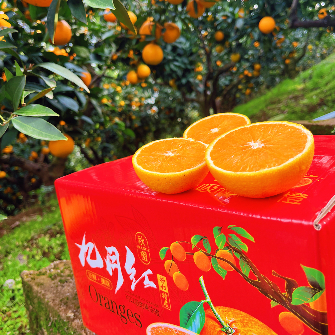 秭归九月红脐橙10斤现摘当季孕妇橙子现摘现发