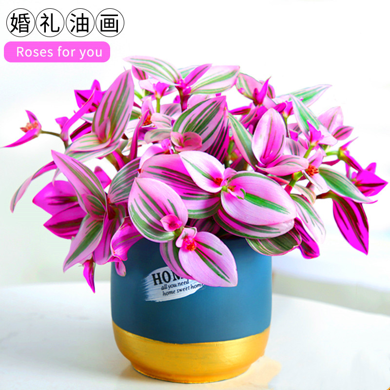 荷兰进口油画婚礼吊兰锦大盆水培紫露草带盆栽观叶绿植物净化空气