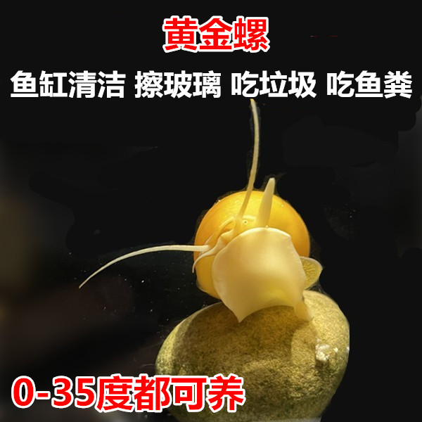 黄金螺 工具螺 清洁螺 冷水螺 清理残渣 吃垃圾 吃鱼便鱼缸清洁工