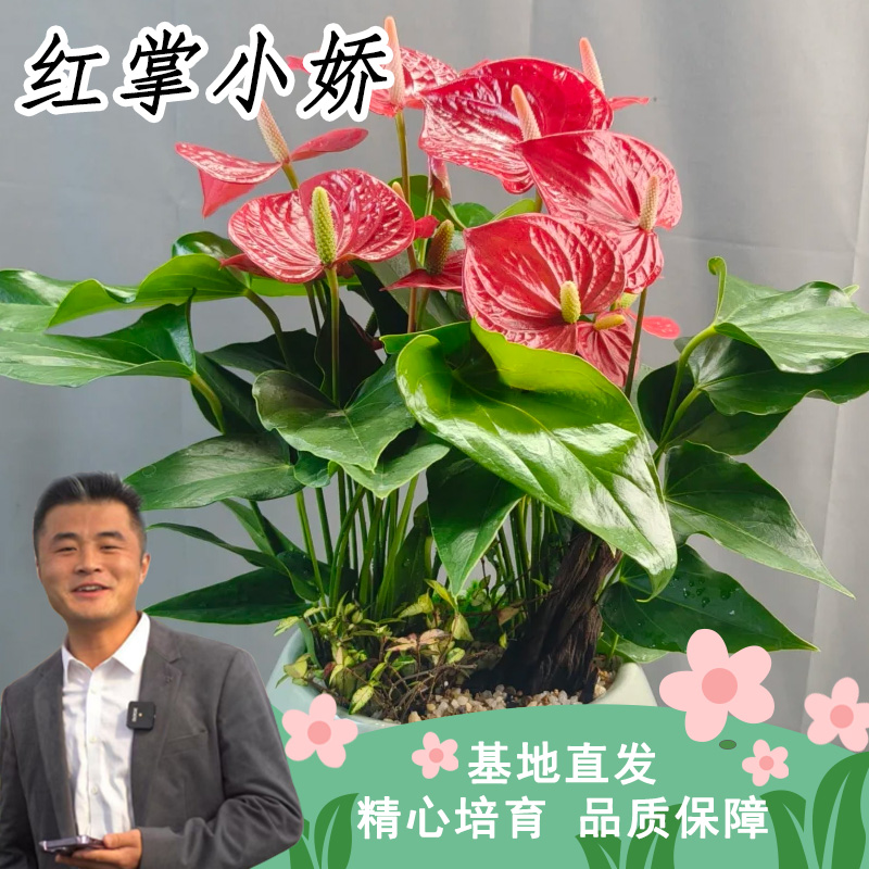 红掌小娇盆栽室内好养开花植物客厅桌面观花花卉