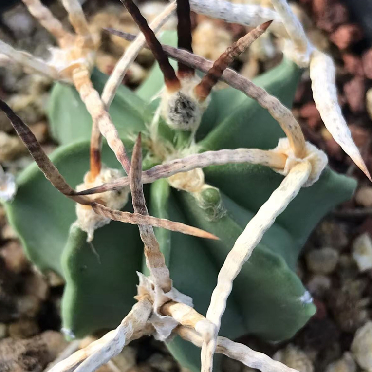 实生仙人球优秀螺纹刺黑刺水牛角大凤玉球体冠径4.4厘米一物一拍