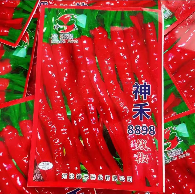 【8898线椒种子】四季种植特色辣椒种子