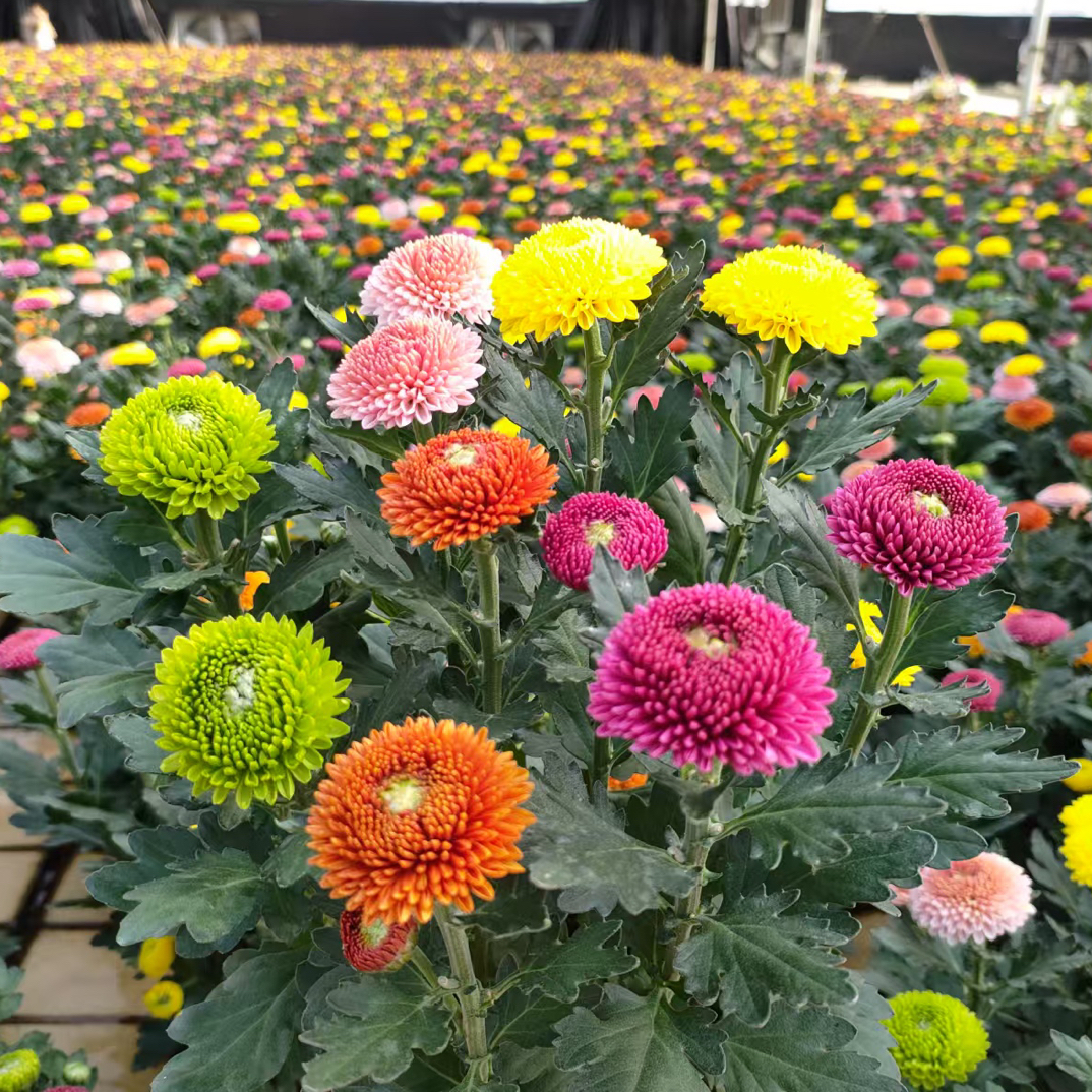 庭院基地直发彩色乒乓菊带花苞发货(收到货4-5个色)盆栽植物室内