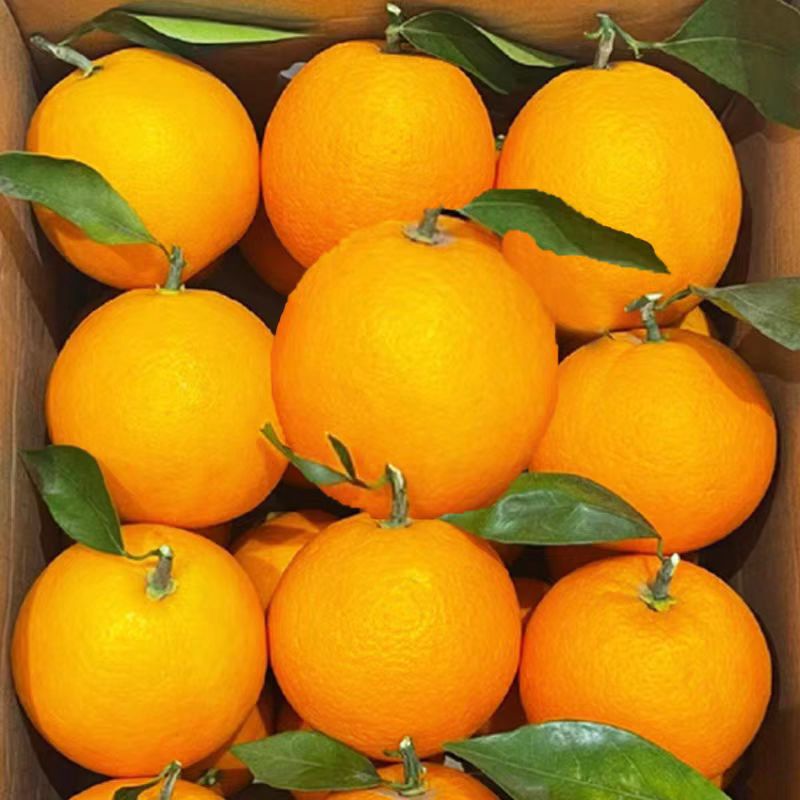 【双12提前购】正宗赣南脐橙江西高山橙子应季新鲜孕妇水果包邮