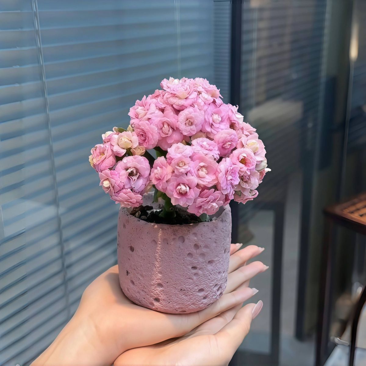 海天霞长寿花粉色重瓣开花多肉植物办公室内阳台绿植花卉盆栽好养