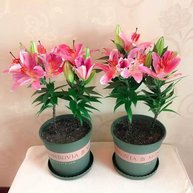 【新疆西藏包邮】3颗带芽香水百合种球百合花重瓣浓香型易活盆栽