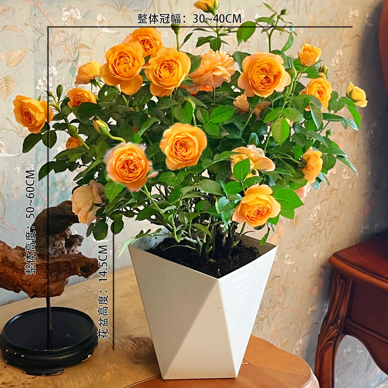 果汁阳台带花苞浓香型四季开花好养护易活庭院绿植月季