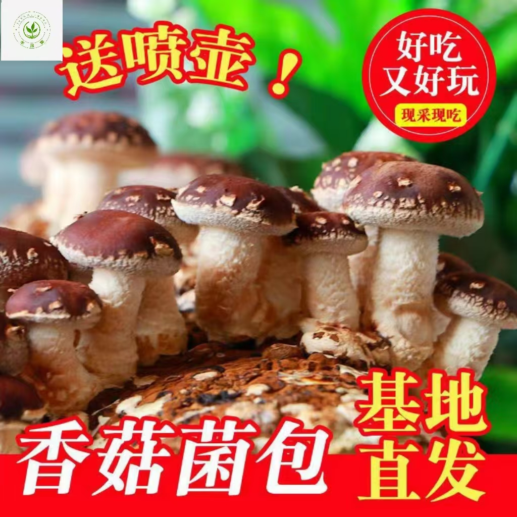 香菇冬菇褐菇菌包蘑菇种植菌包家庭办公室种植新鲜食用菌包邮