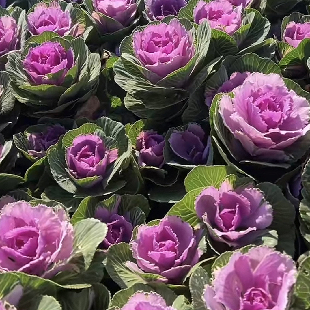 多头玫瑰羽衣甘蓝多年生花卉耐寒耐热可养老桩适合阳台庭院观赏