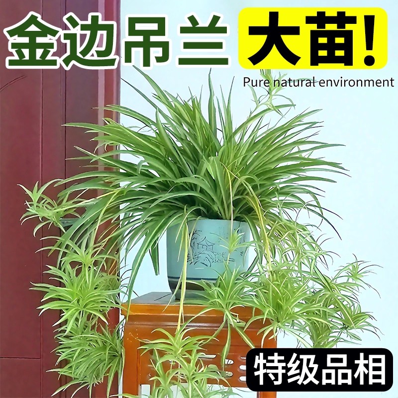 特级大盆金边吊兰盆栽室内客厅绿植物花卉四季净化空气绿萝好养活