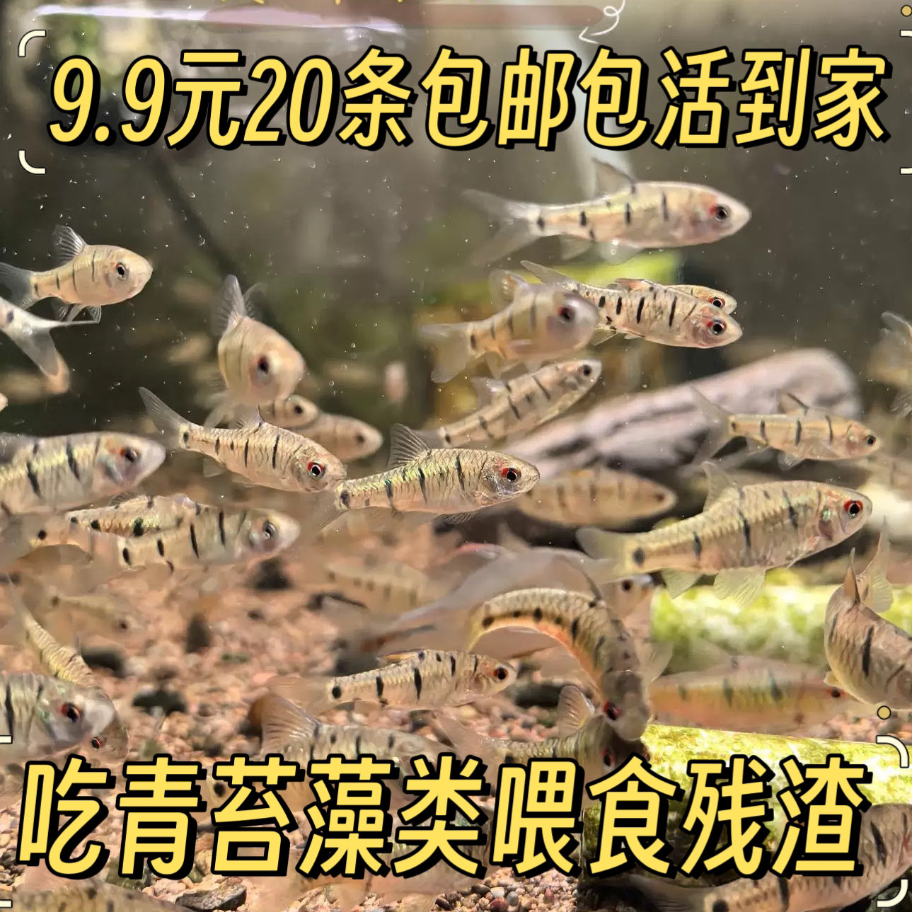 条纹小鲃观赏鱼中国斗鱼伴侣耐寒冷水溪流鱼活体