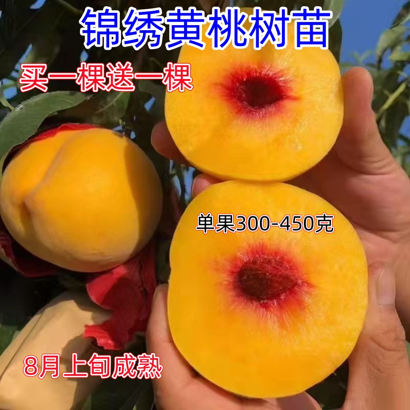 嫁接锦绣黄桃树苗南方北方山坡丘陵平原种植当年结果桃树苗