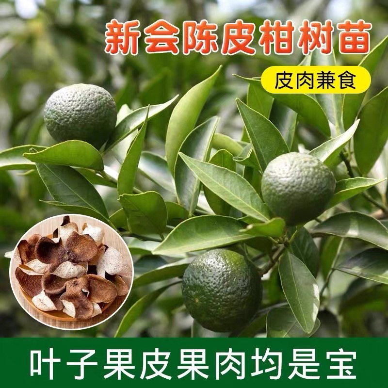 四会柑陈皮柑大红柑茶枝柑小青柑油身柑制茶柑四会柑二红银杏树