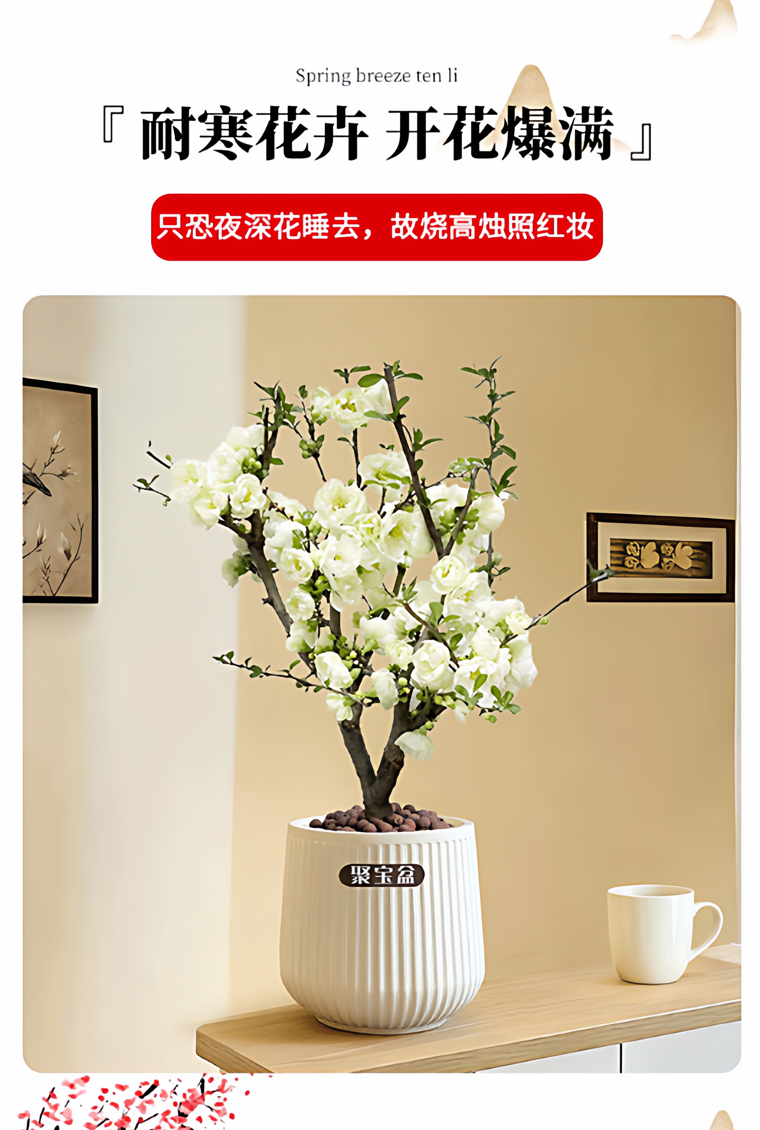 耐寒耐热带花苞重瓣海棠花盆栽老桩四季开花卉庭院植物