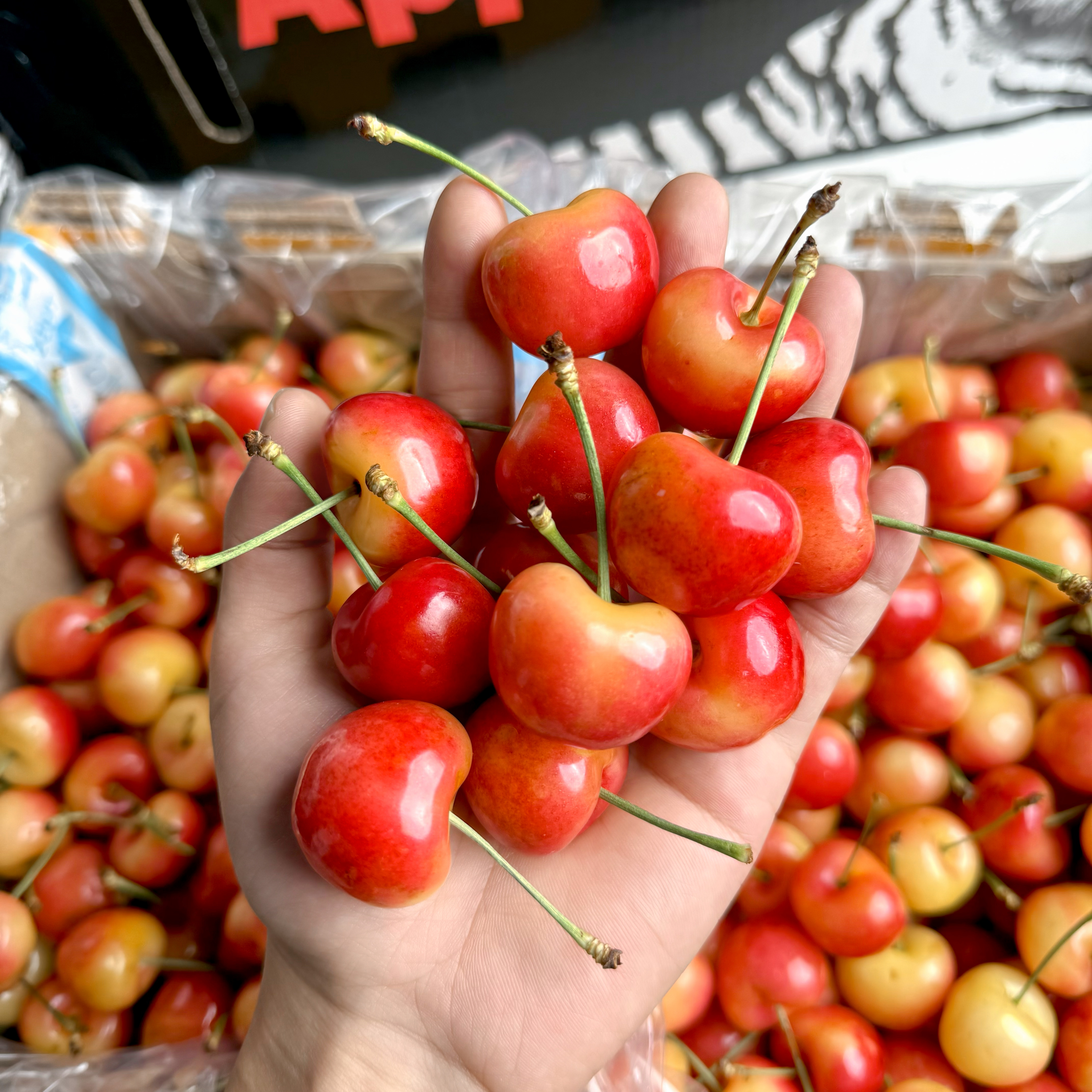 智利空运雷尼尔 黄金车厘子2J-4J/礼盒1-4.4斤装顺丰/内附果径卡