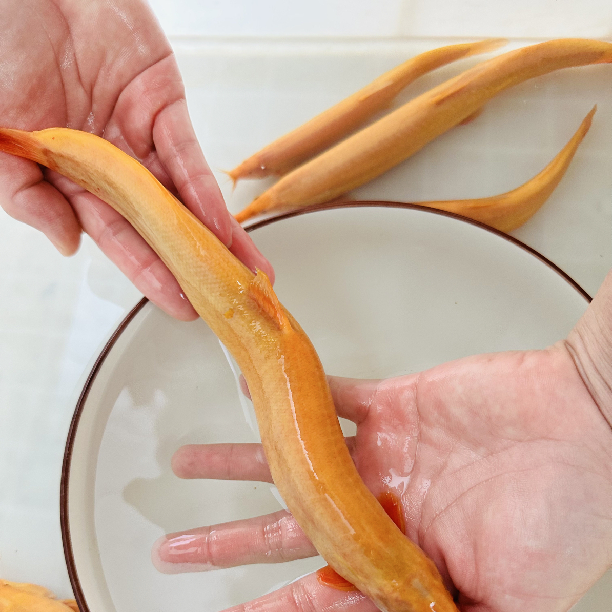 特大号泥鳅清道夫冷水观赏鱼好养耐活可清洁鱼缸