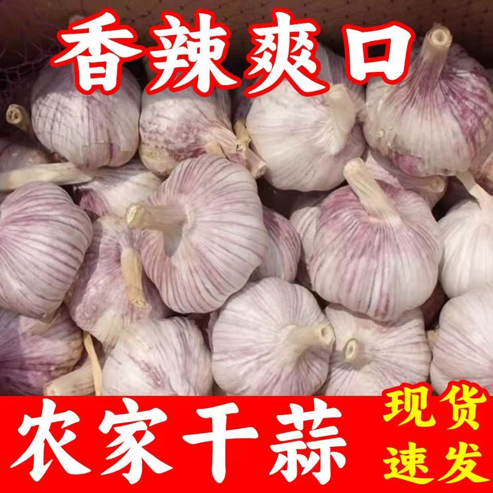 热销10万+单 农家自种大蒜晒干大蒜红白紫皮蒜头批发特价大果蒜头