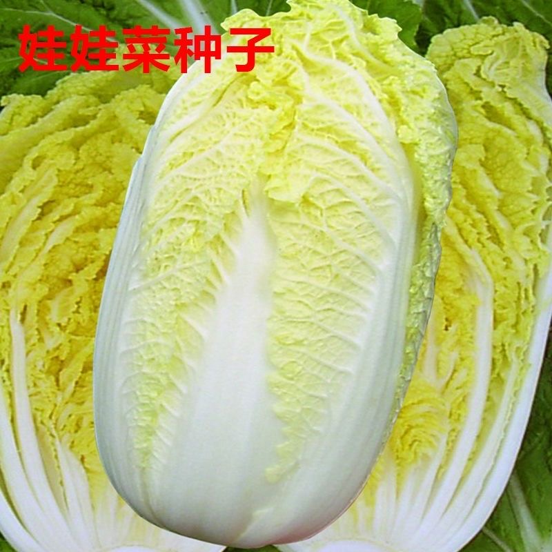 【黄金娃娃菜种子】家庭阳台小院盆栽地栽四季种植