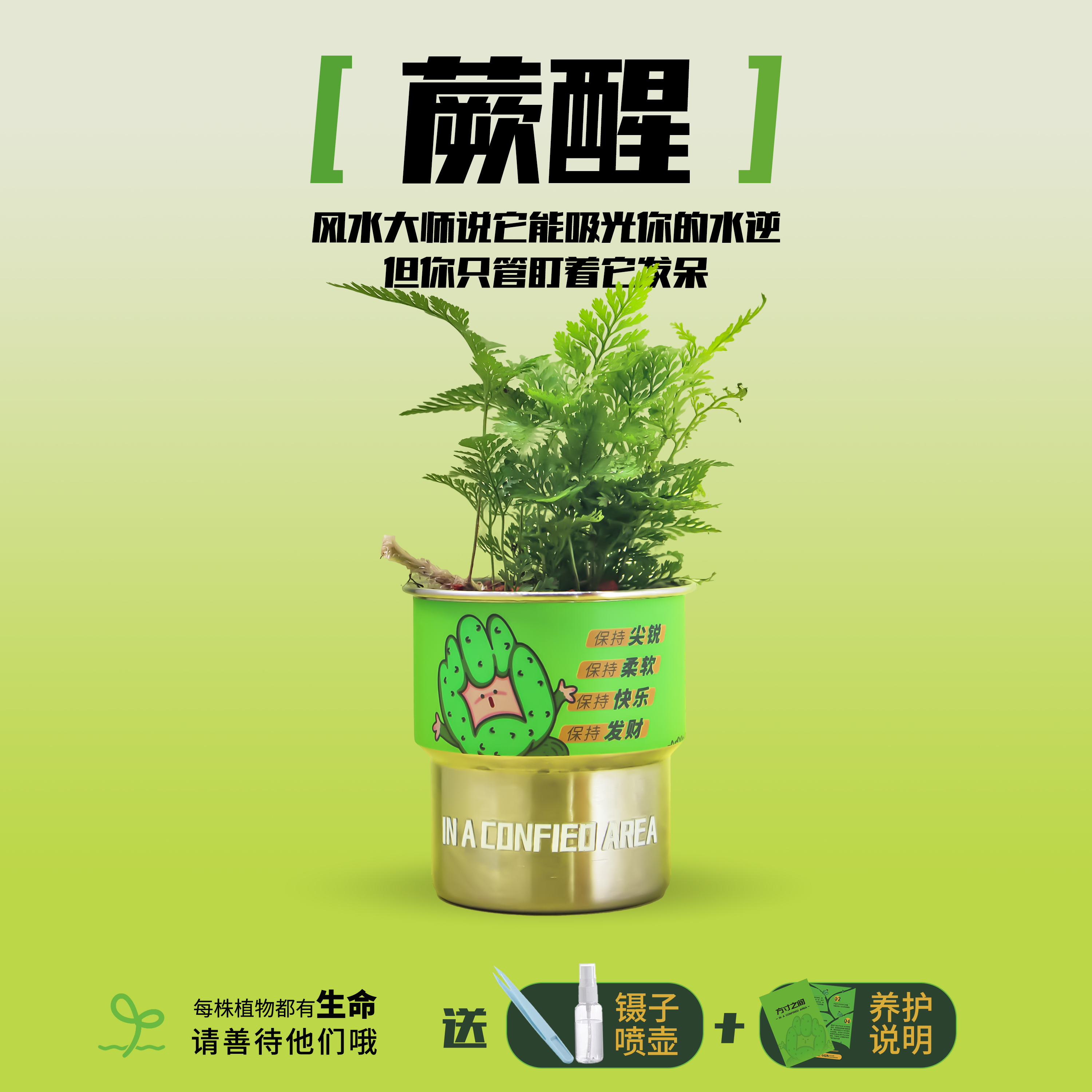 【双11】方寸之间-蕨醒狼尾蕨办公室桌搭好养自然引力桌面绿植