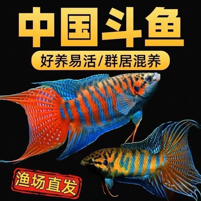 中国斗鱼小鱼观赏鱼活体淡水耐活冷水鱼巨普斗鱼懒人鱼金鱼小型鱼
