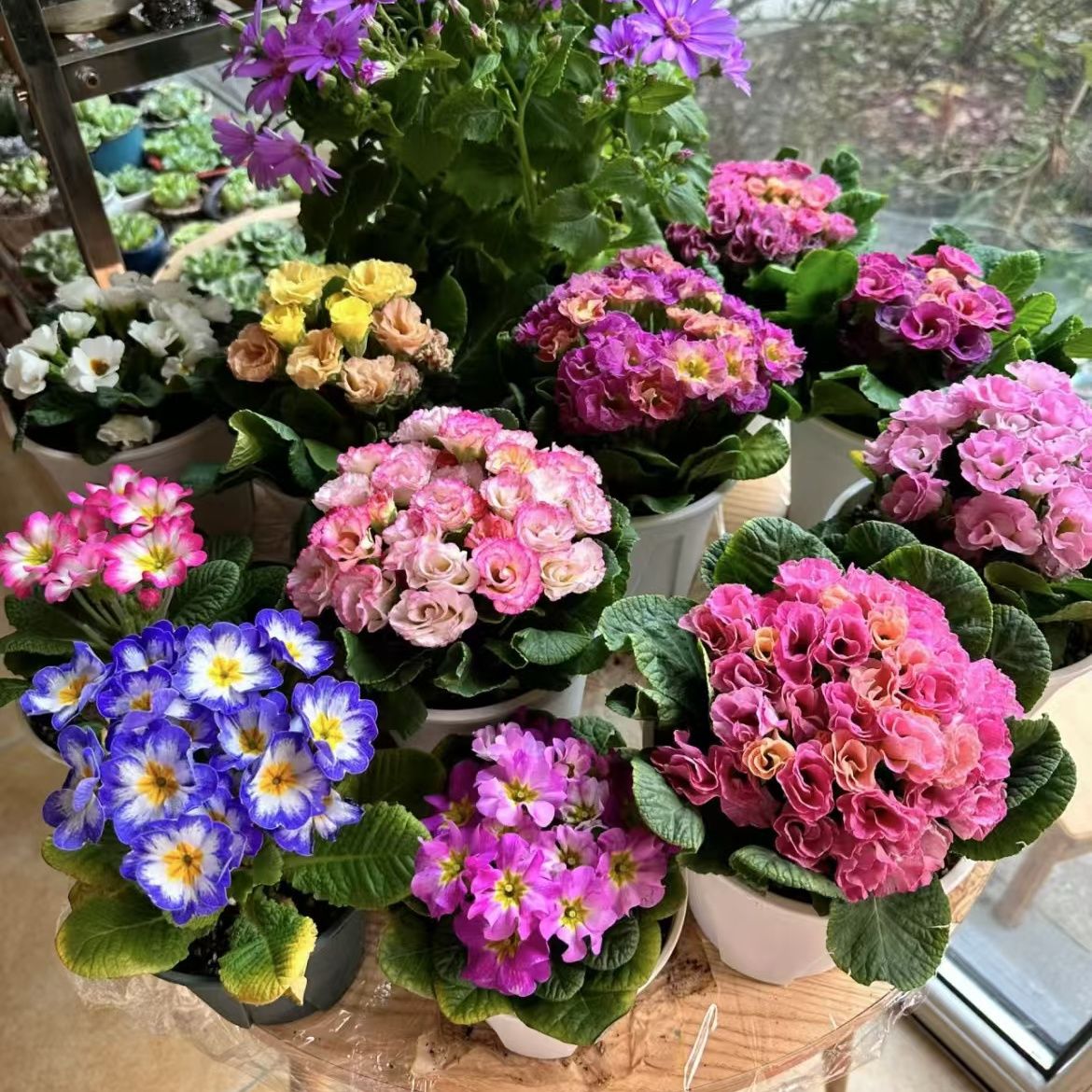 进口大花报春玫瑰报春重瓣花苗带花苞冬季室内外耐阴冬季耐寒花卉