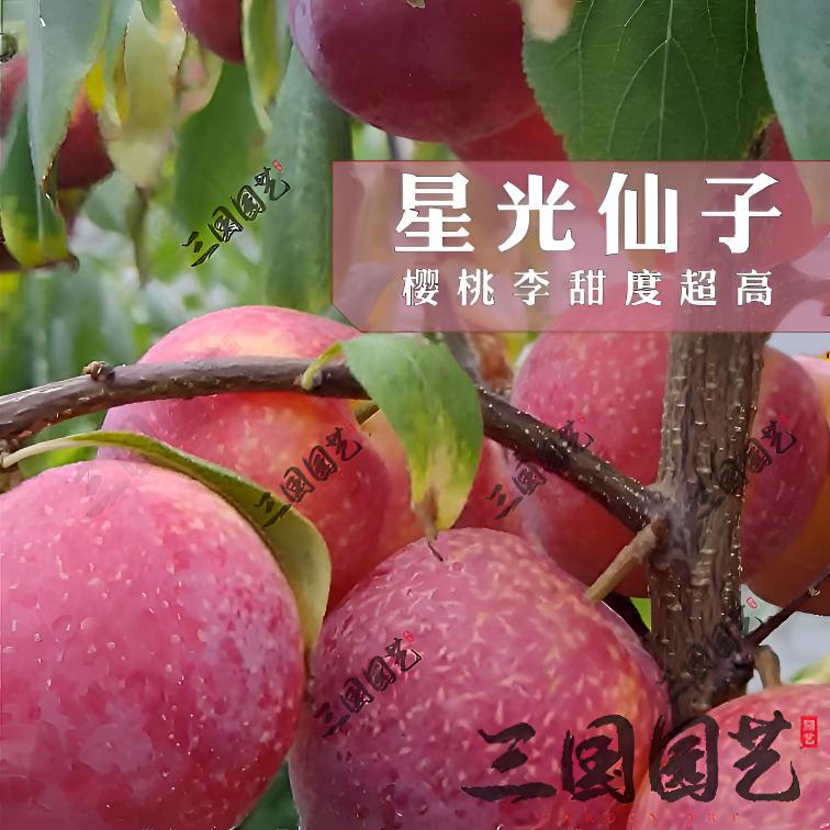 星光仙子果树苗李子苗樱桃李好种植庭院阳台容易管理不裂果正宗