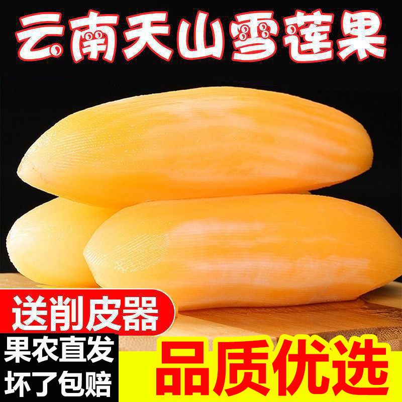 云南雪莲果清甜脆爽多汁黄心新鲜应季水果现挖SY