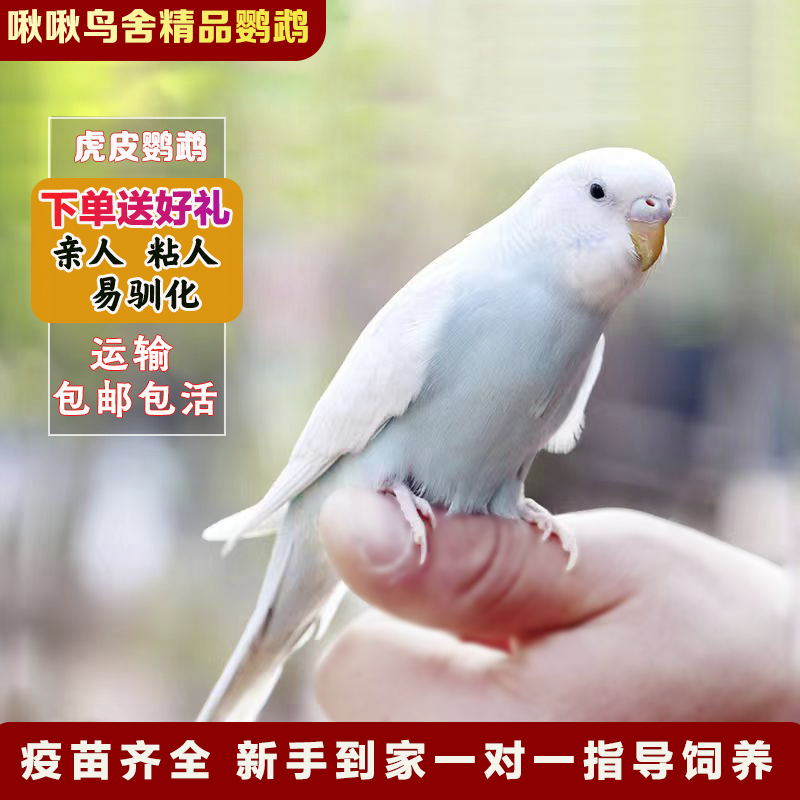 纯手养虎皮鹦鹉活鸟活物到家亲人鹦鹉小鸟家养宠物可繁殖包邮包活