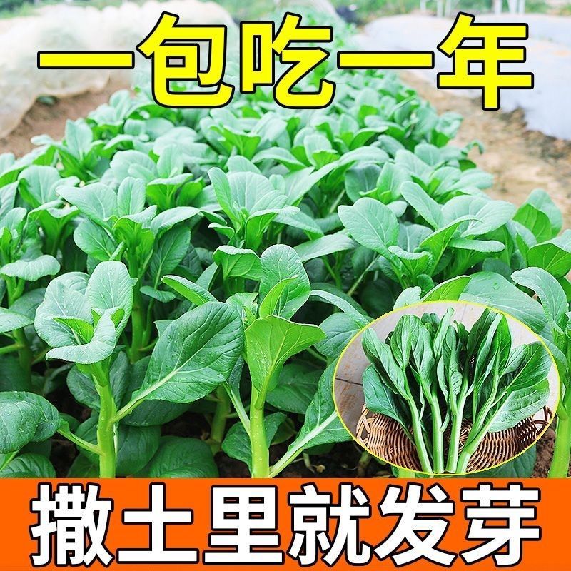 【广东菜心】四季菜心种子盆栽四九甜菜心种子耐热青菜籽四季菜籽