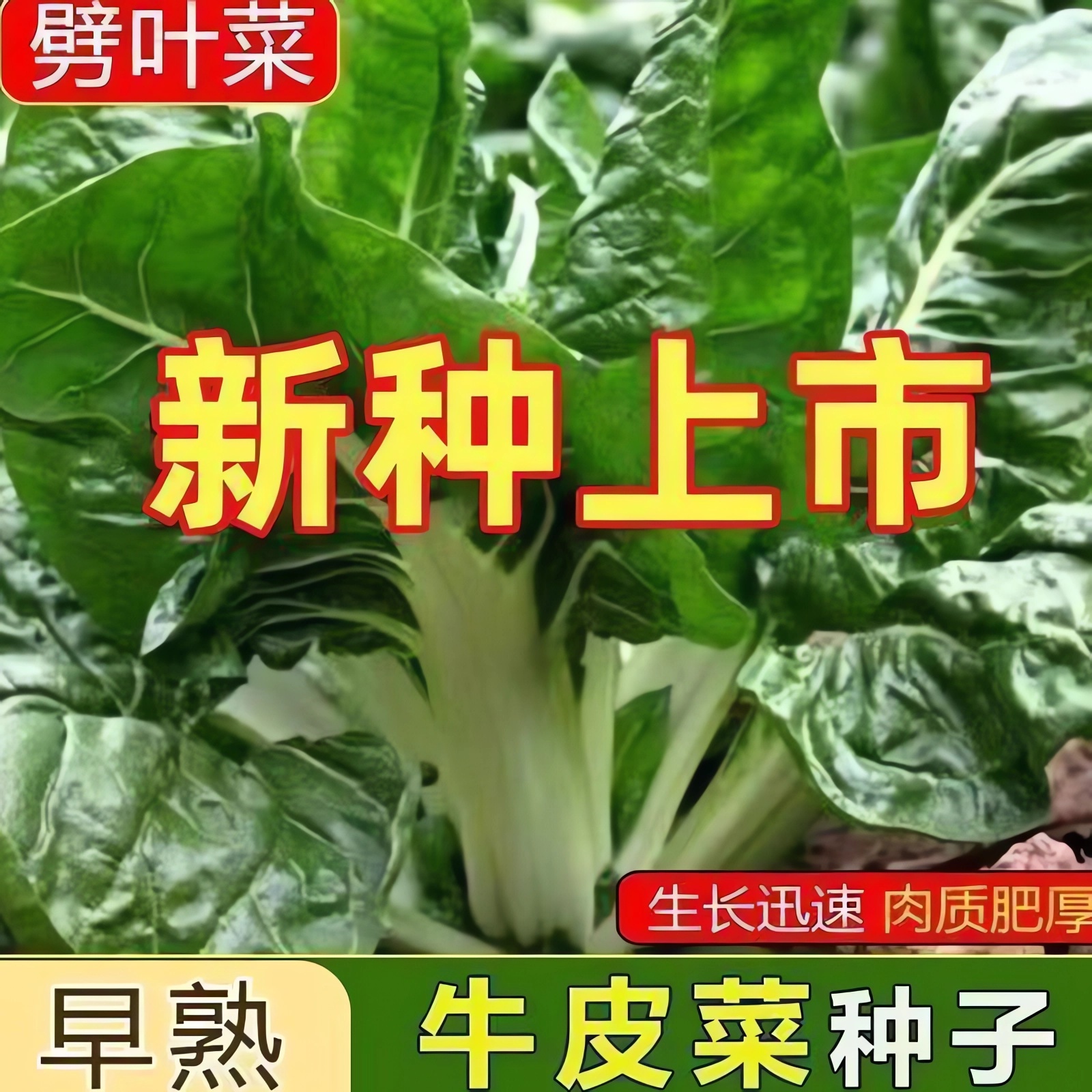 今年新货白梗牛皮菜种子高产厚皮甜菜种子根达菜种籽春秋蔬菜种子