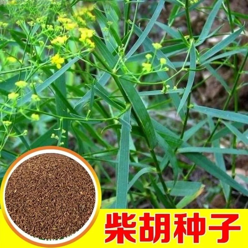 中草药小柴胡种子可食用柴胡籽种四季种植抗旱药材耐寒养生