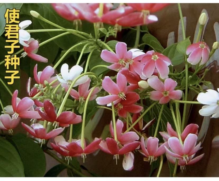 使君子种子四季种植盆栽阳台