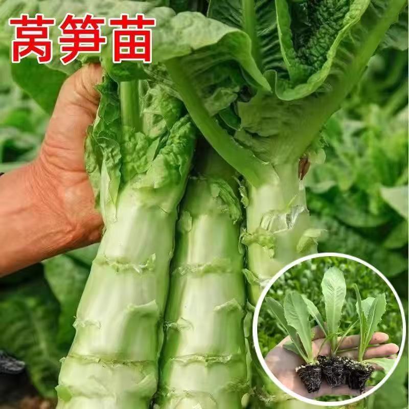 耐寒耐热绿叶香莴笋苗绿心香莴苣红叶莴苣苗带土好养阳台盆栽地栽