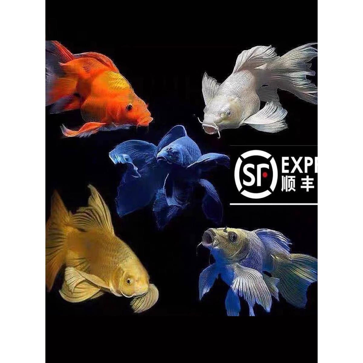 顺丰蝴蝶鲤纯种淡水锦鲤鱼苗红草金观赏鱼黄金冷水普身短身招财鱼