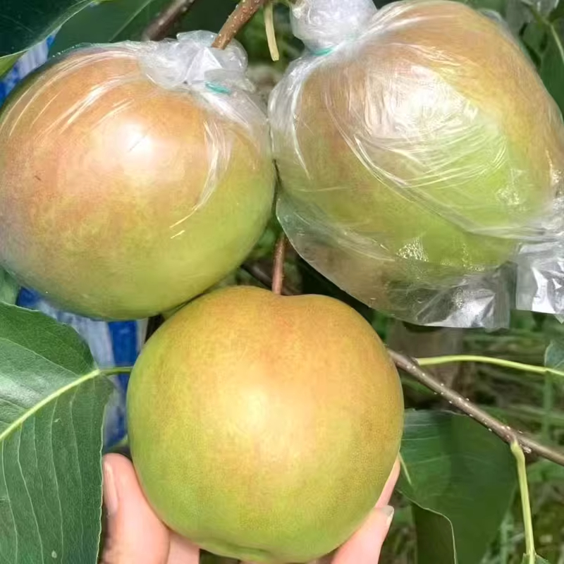 山西隰县玉露香梨瑕疵果（果面有果锈或果斑）12颗装8.5斤礼盒包邮