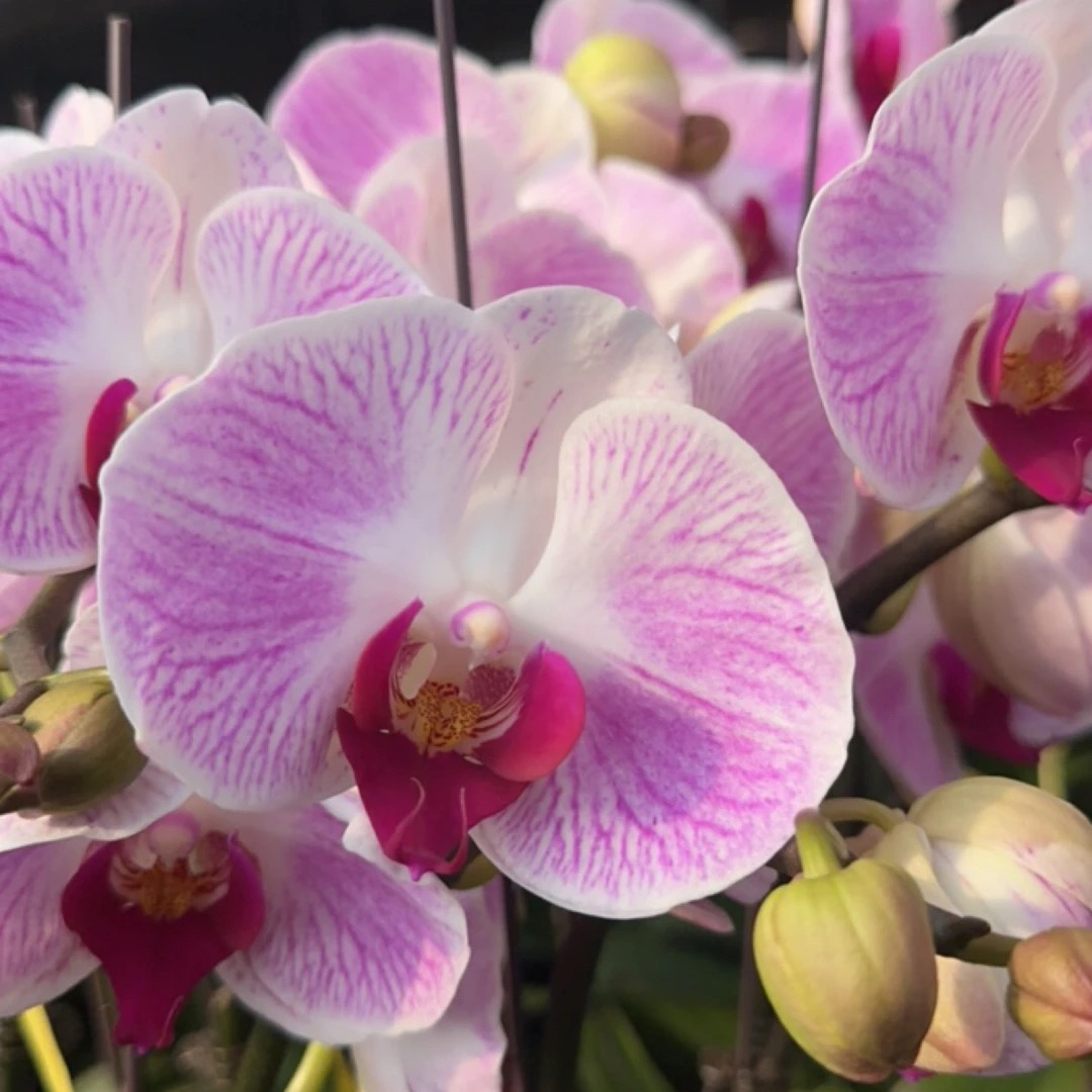 渟叙【幸运】3.0寸带花全花发货花卉阳台植物无售后