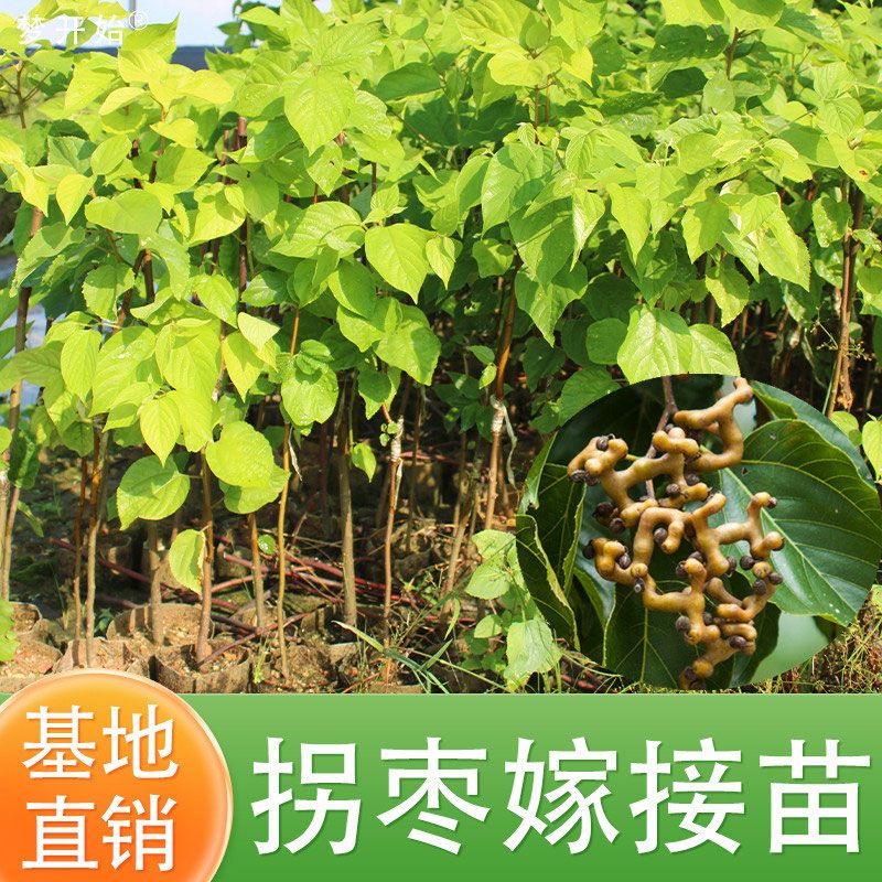 拐枣树苗万寿果鸡爪连金钩梨果树苗南方北方盆栽地栽种植当年结果