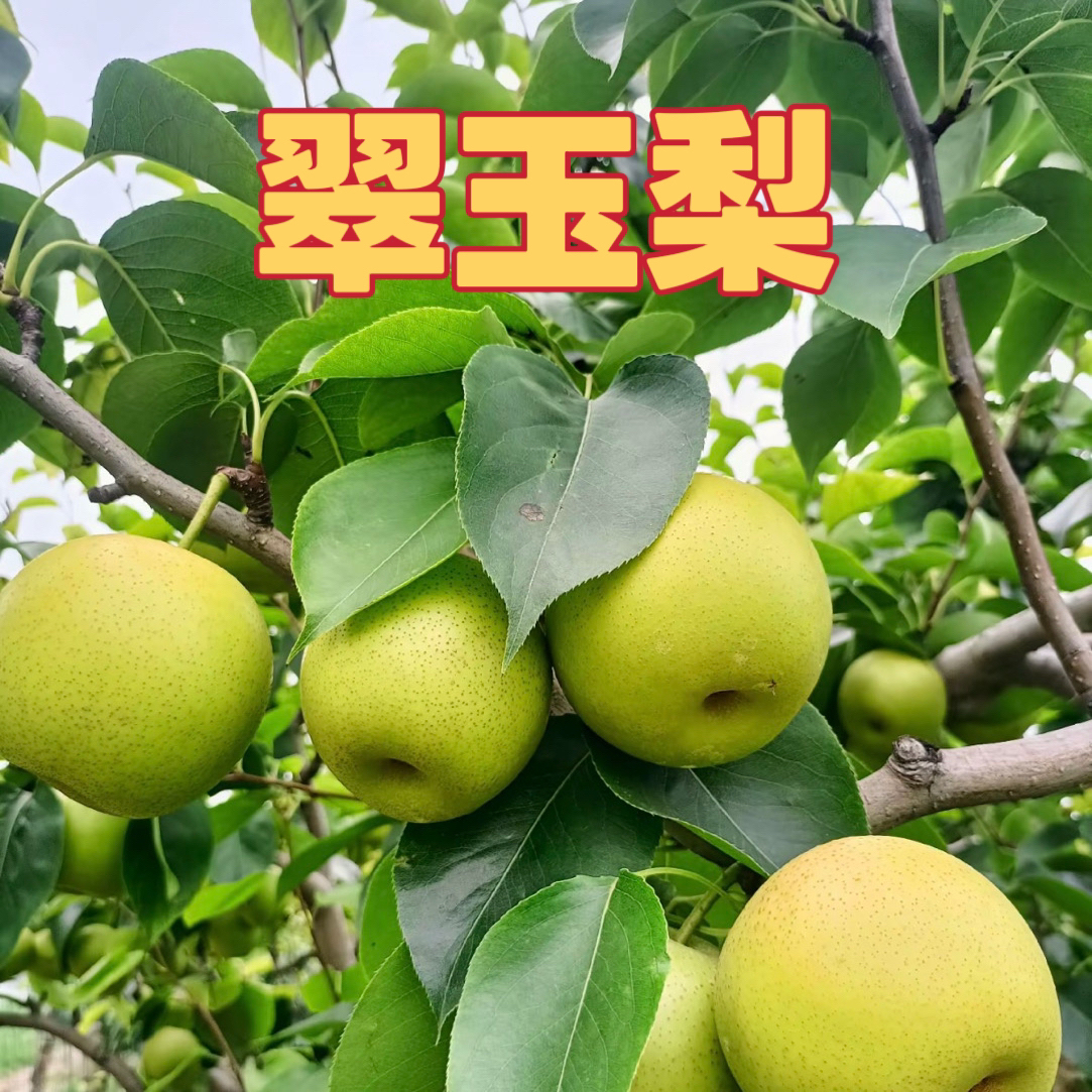 新品种嫁接翠冠梨翠玉梨一号梨树苗南北方种植盆栽地栽均可种植
