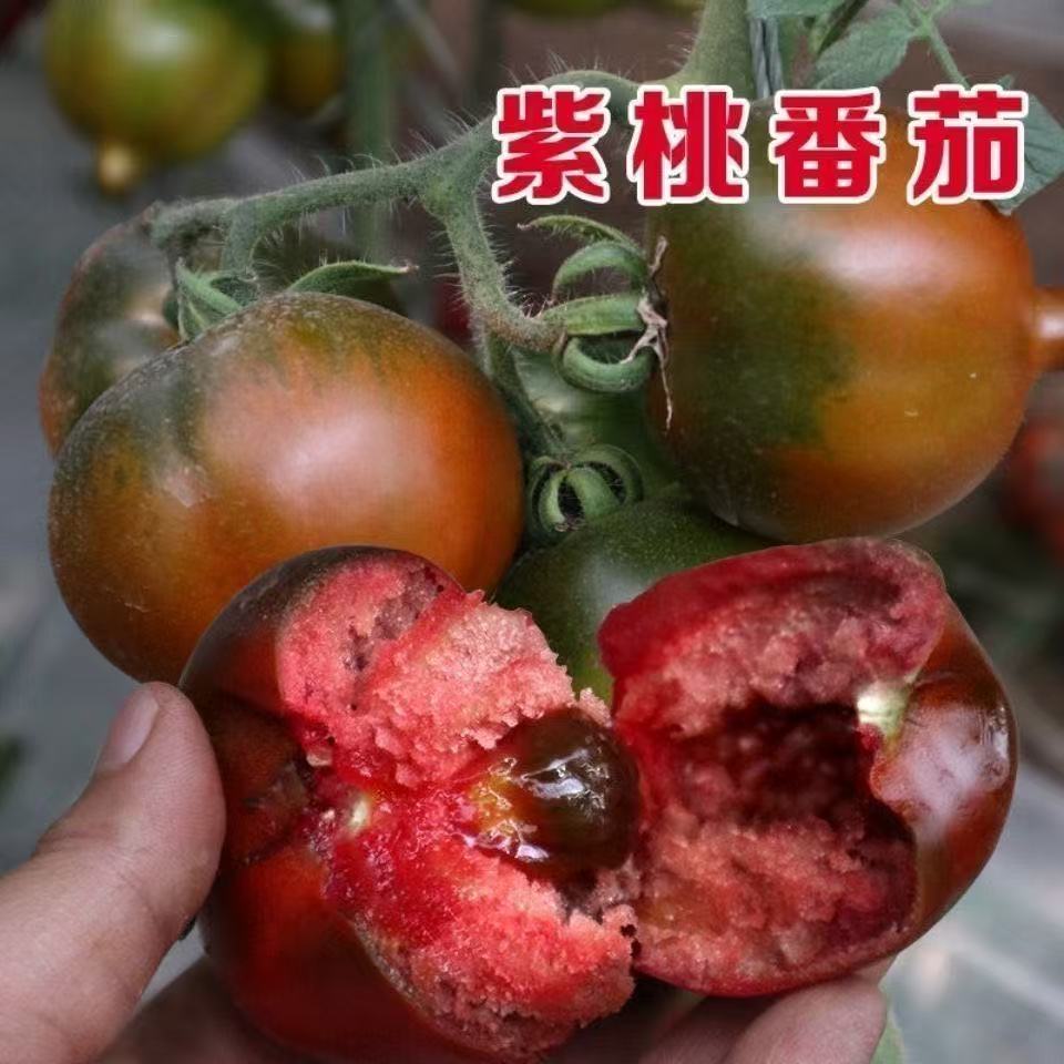 紫蜜桃番茄种子盆栽西瓜四季阳台可种小院香甜夏季