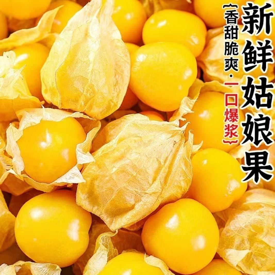 【姑娘果】2025年头茬云南姑娘果新鲜采摘坏果包赔