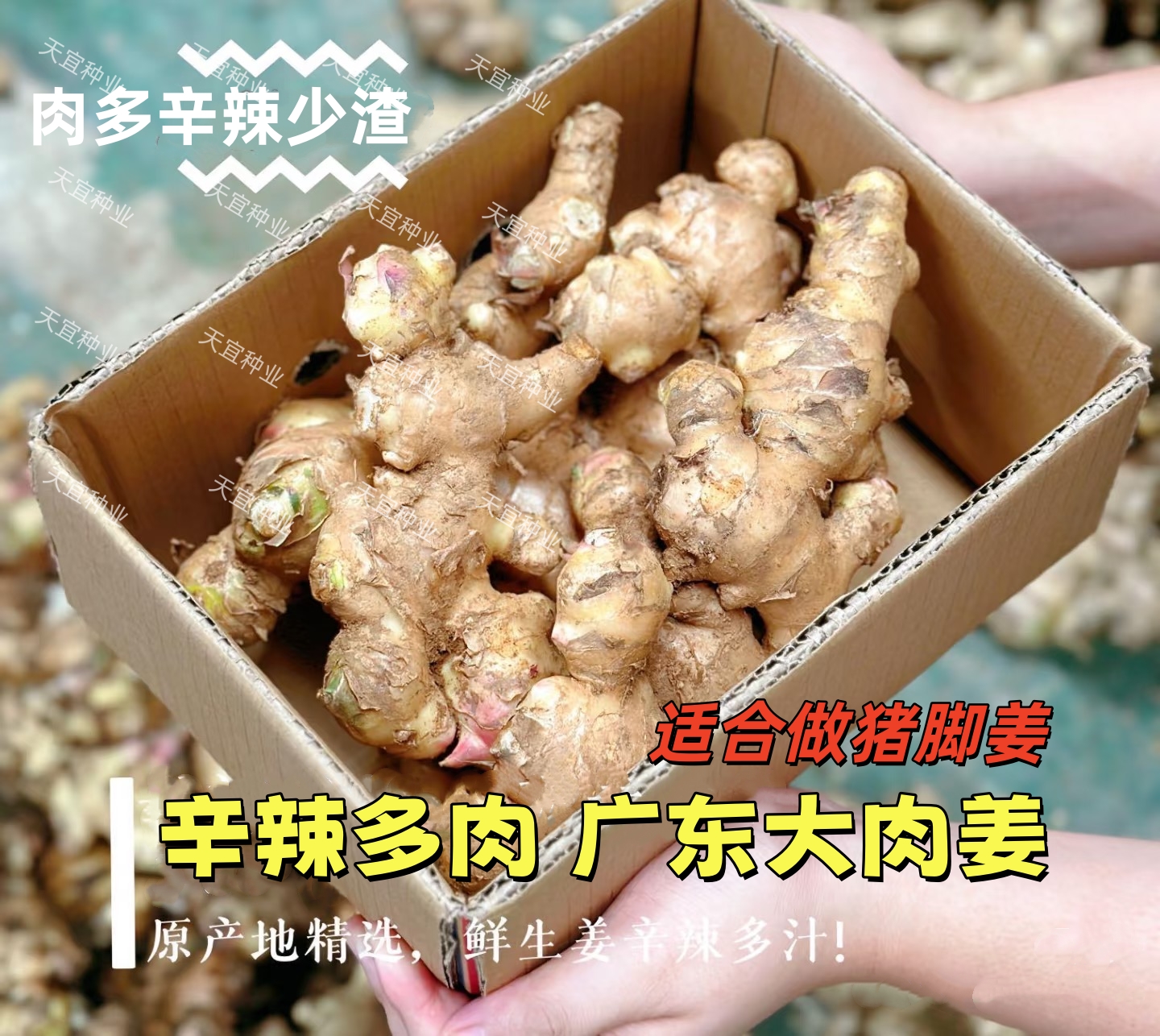 【新姜上市】广东无渣猪脚姜新鲜大肉菜姜粉姜腌姜高明正宗月子批发