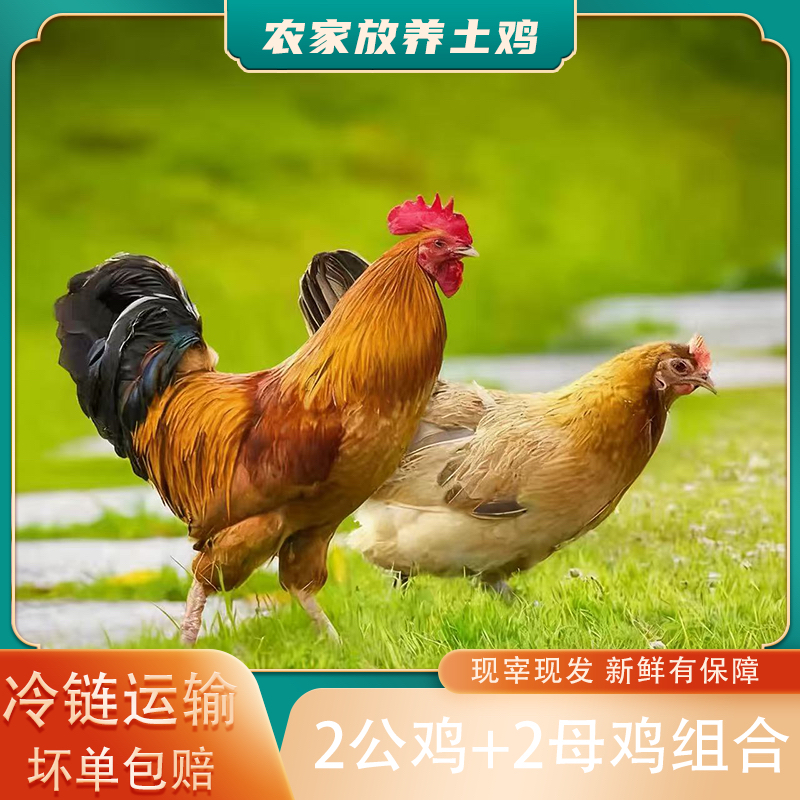 【小戴家】组合装 2只2年母鸡➕赠2只公鸡 净膛到手4只重10斤