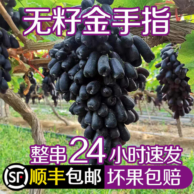[顺丰冷链包邮]蓝宝石葡萄金手指无籽黑提子美人指新鲜当季水果