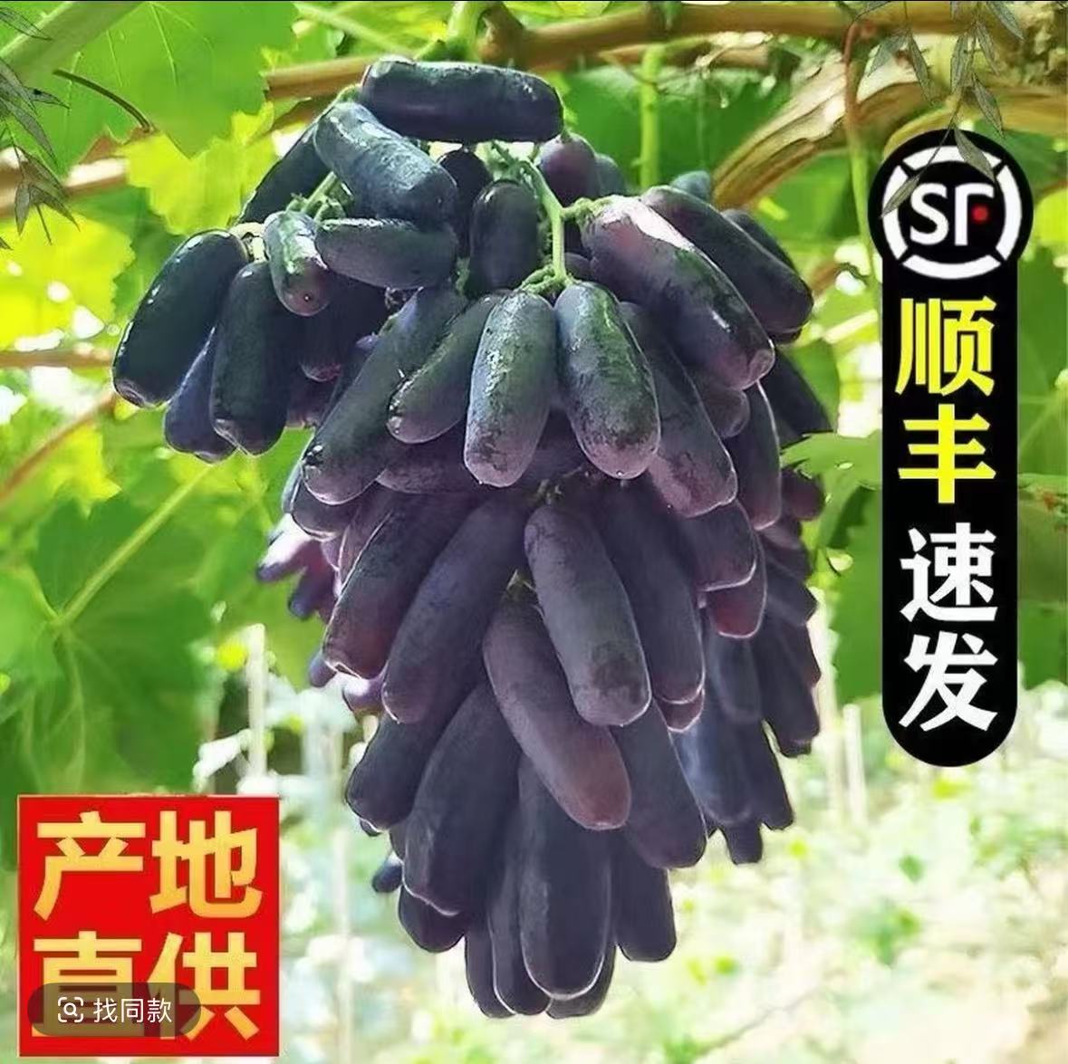 【顺丰包邮】蓝宝石葡萄当季饱满多汁应季水果