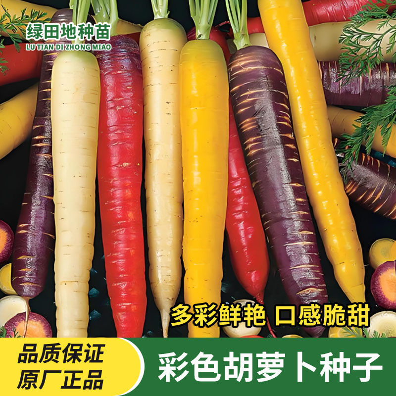 彩色胡萝卜种子混色红萝卜紫色黄色水果五彩胡萝卜四季庭院蔬菜种