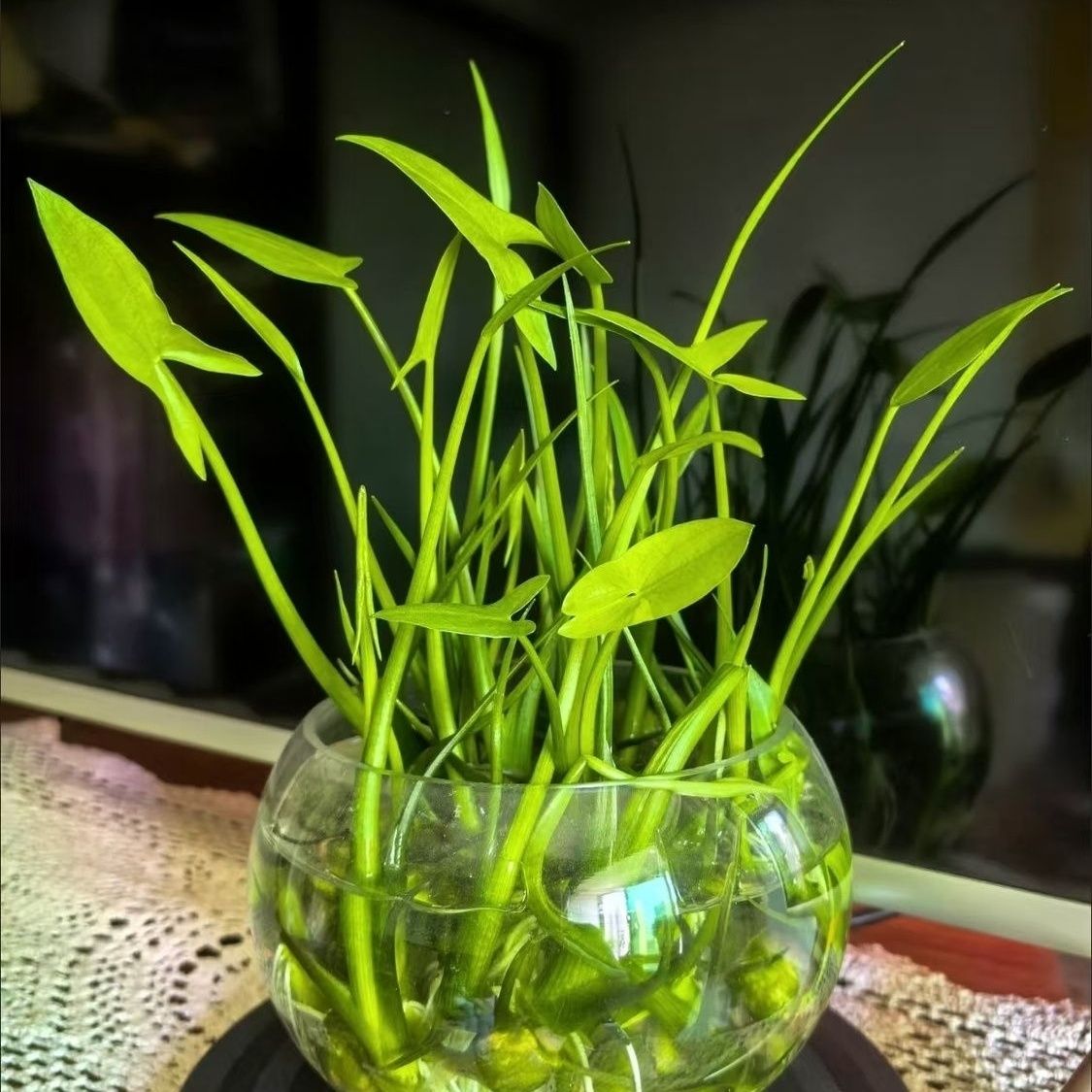 慈姑水草植物种根种苗茨菇挺水水草用于水族装饰净化鱼缸水培植物