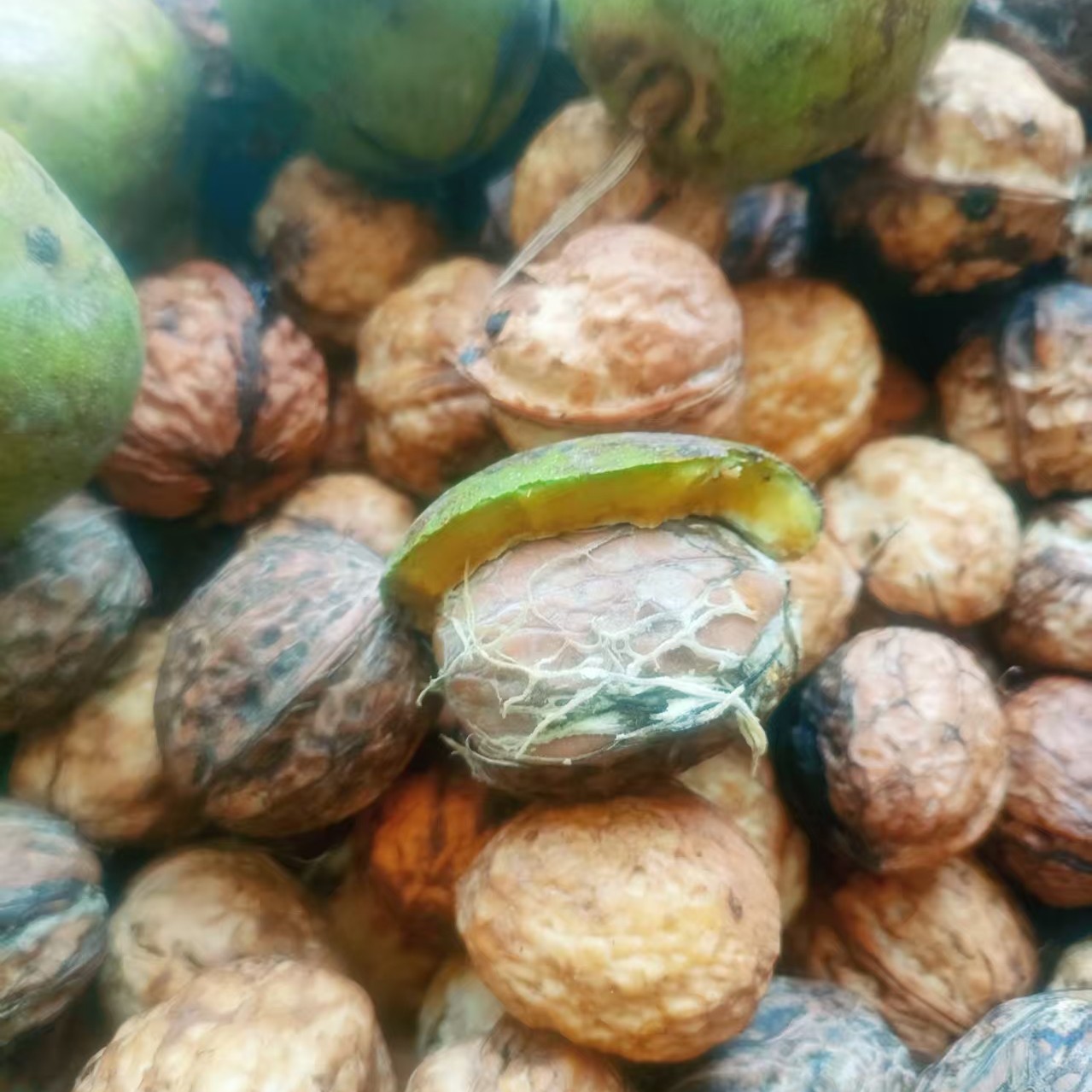 云南深山老树新鲜去青皮干核桃薄壳脆嫩美味醇香手工去皮太阳晒干