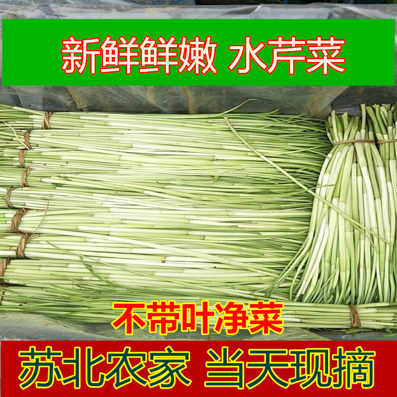 【新鲜农家去叶水芹菜】新鲜芹菜河芹现摘无节叶芹时令净菜蔬菜