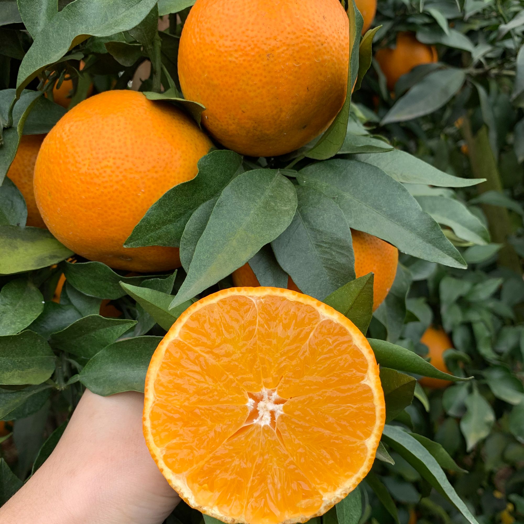 四川眉山爱媛38号果冻橙2025新鲜现摘皮薄爆汁正宗果冻橙产地直发