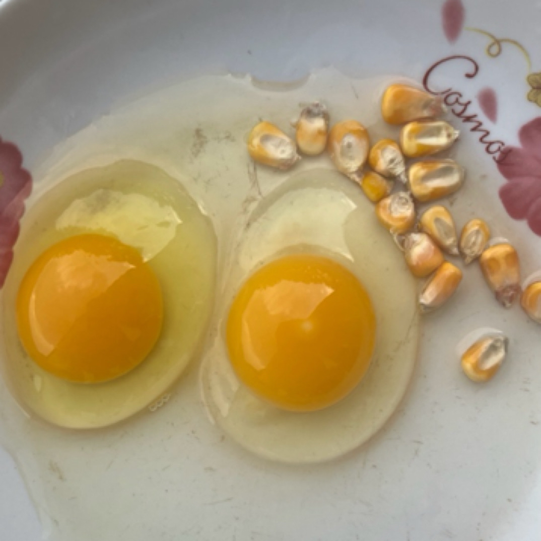 【正宗散养土鸡蛋】现捡现发（纯粮喂养0激素）顺丰包邮 破损包赔